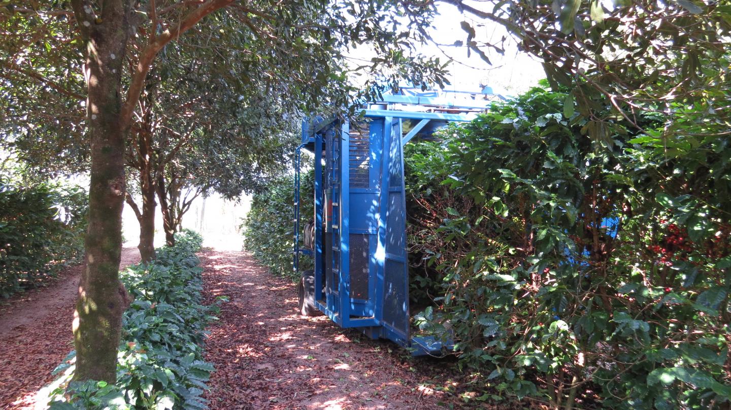 Coffee Harvest