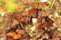 Monarch Migration