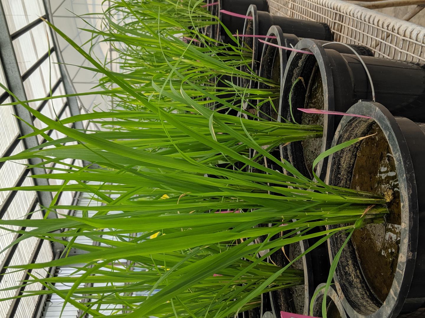 Rice Varieties