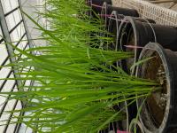 Rice Varieties