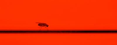 <I>Drosophila</i>
