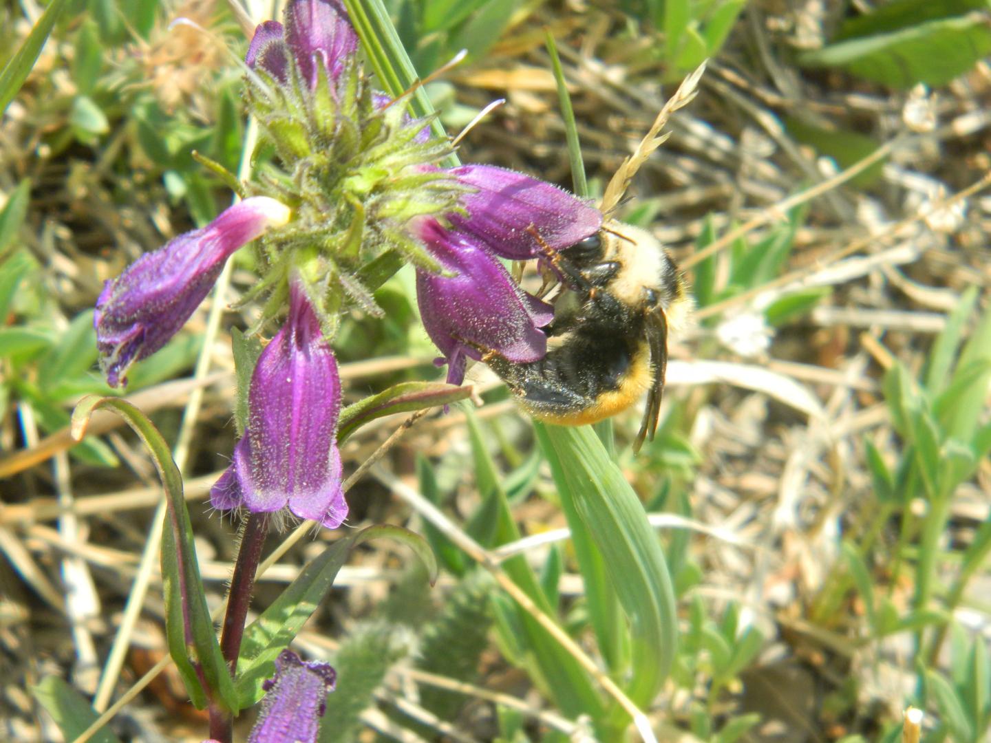Flower Declines Shrink Bee Tongues (9 of 11)