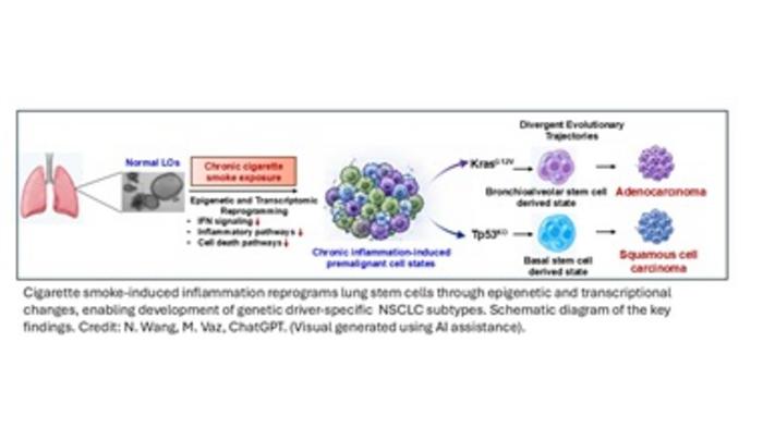 Cigarette Smoke May Prime Lung Stem Cells for Different Types of Lung Cancer