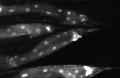 <I>C. elegans</I>