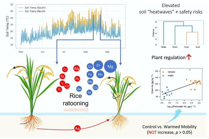 Elevated soil temperatures during a heatwave year do not necessarily increase metal(loid) mobilization or accumulation across two harvests of semi-perennial rice: evidence from mesocosm experiments