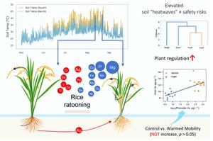 Elevated soil temperatures during a heatwave year do not necessarily increase metal(loid) mobilization or accumulation across two harvests of semi-perennial rice: evidence from mesocosm experiments