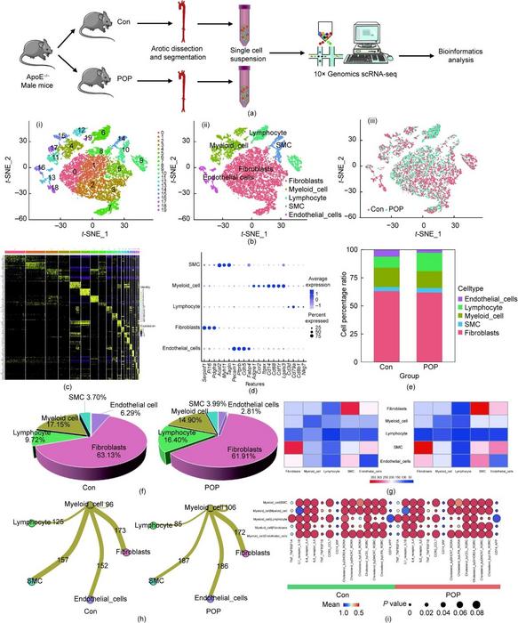 scRNA-seq analysis revealed that POP altered aortic cell heterogeneity.