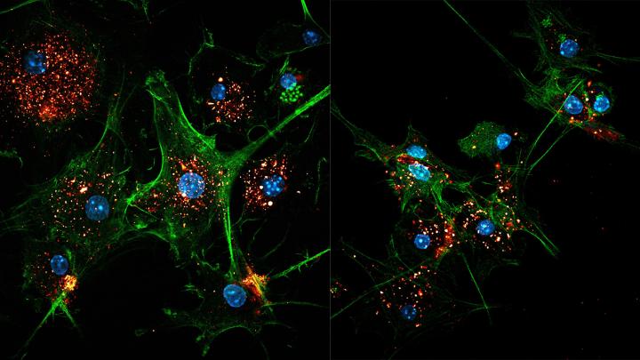 EVIR-engineered Dendritic Cells Capturing Tumor Antigens in Exosomes