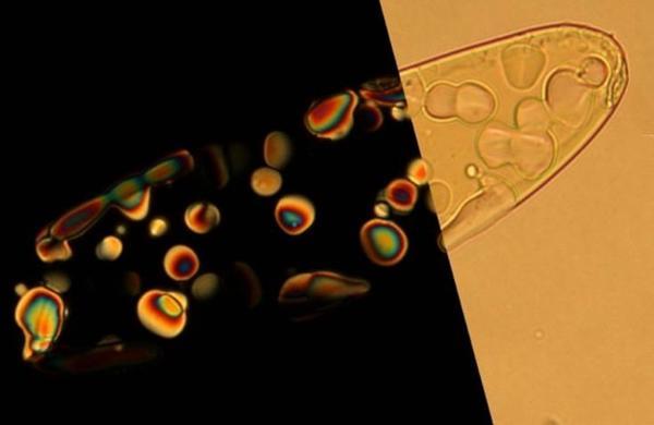Nano-DNA
