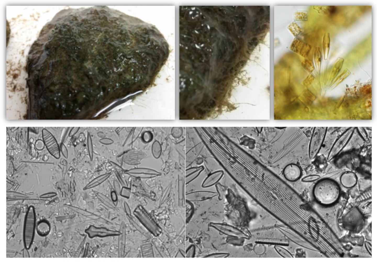 Life in Biofilm