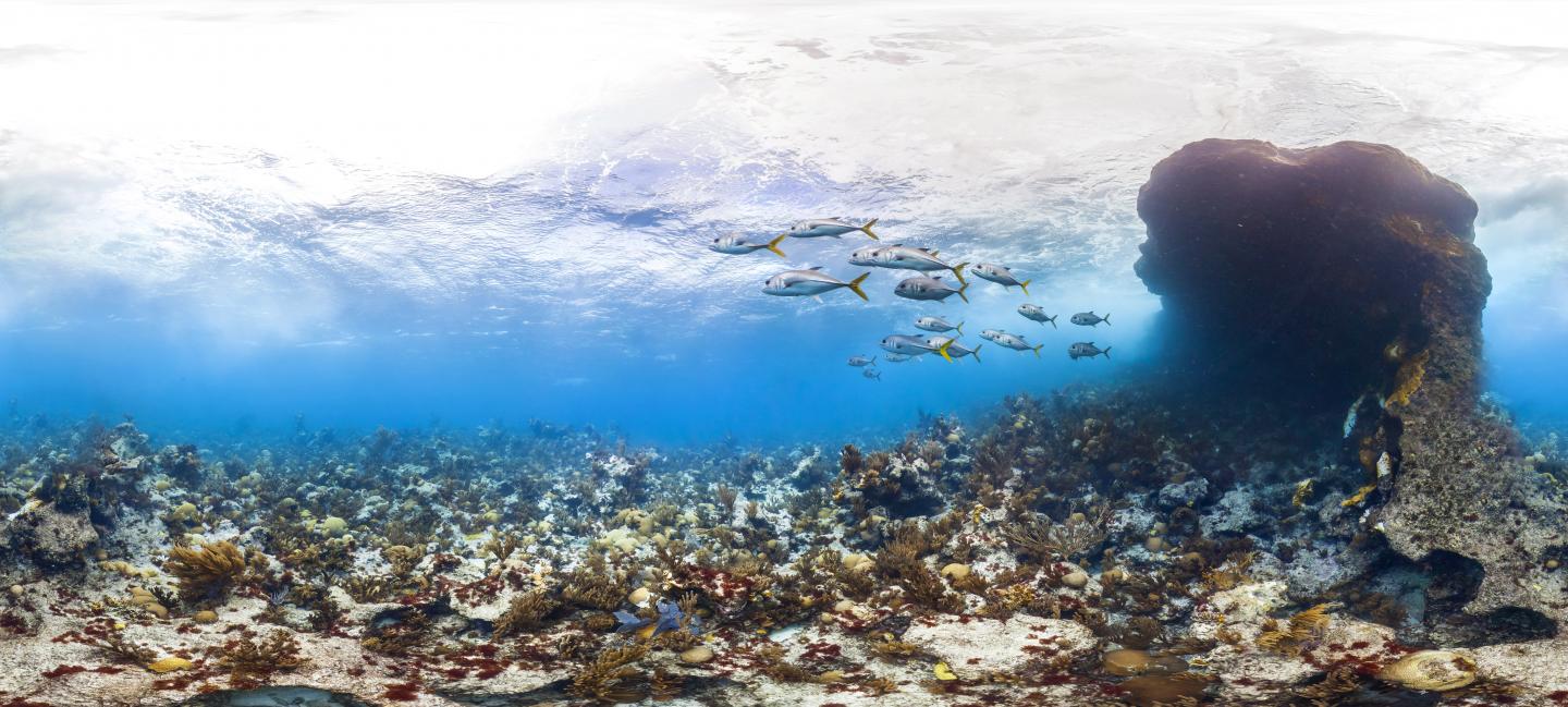 Deep Coral Reefs Are Not Universal Lifeline for their Shallow Neighbors After All (7 of 9)