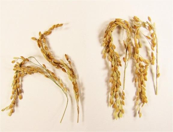 Climate-Friendly Rice