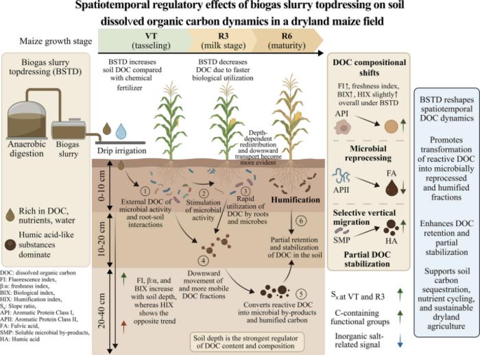 Effects of biogas slurry topdressing on soil dissolved organic carbon: a field experiment
