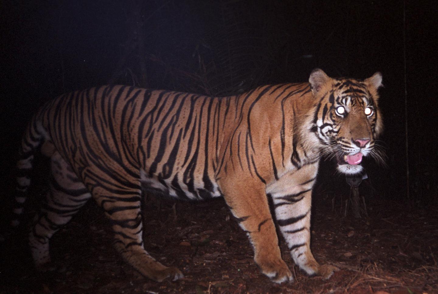 Sumatran Tiger in Indonesia