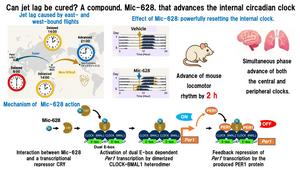 Mic-628-driven phase advances of the circadian rhythms.