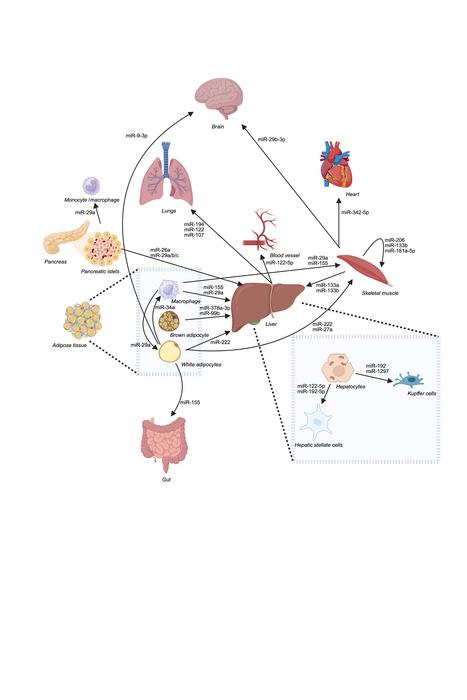 Figure 1: EV-mediated inter-organ miRNA communication network