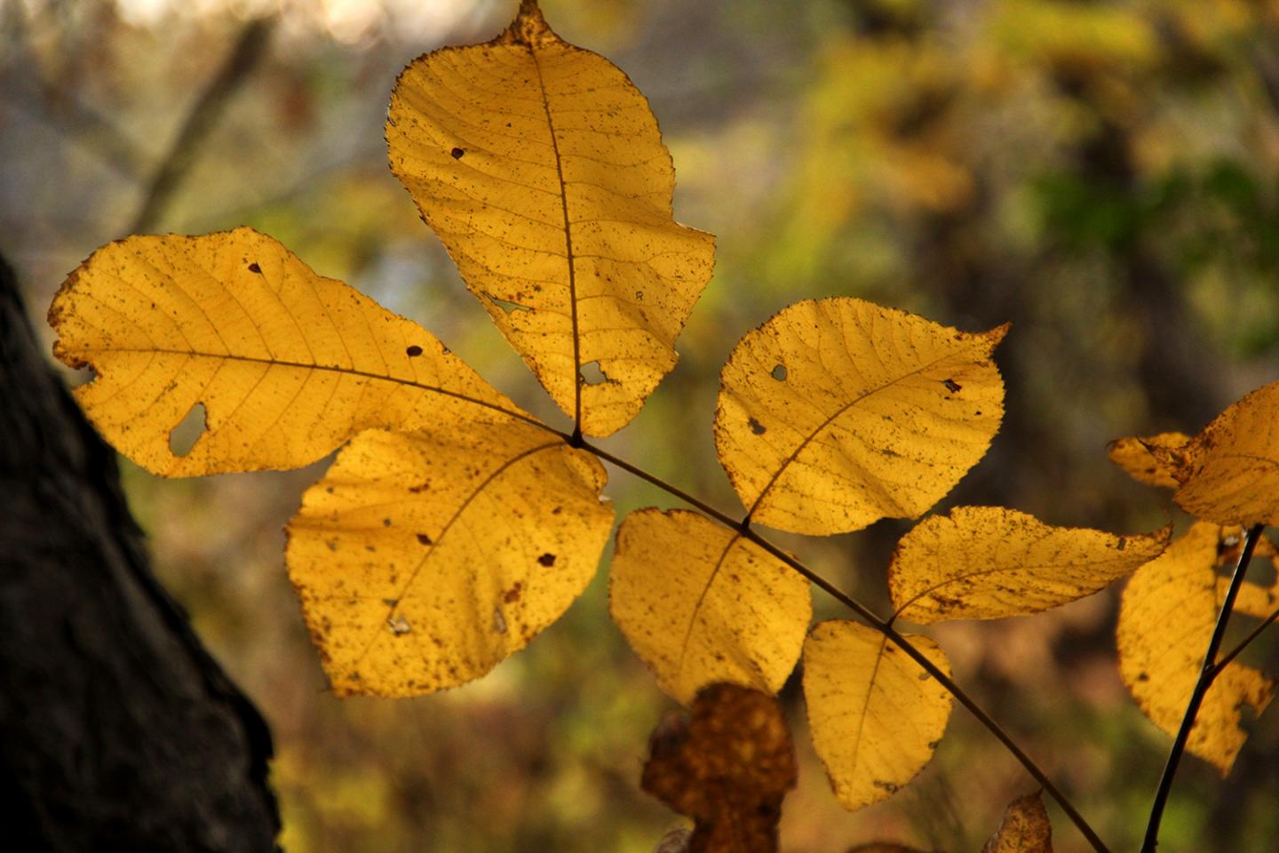 Hickory
