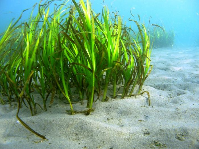 Conveying the blue carbon concept via Japanese television and newspaper media