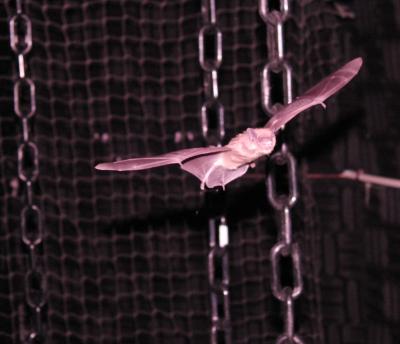 Bat Acrobat