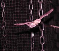 Bat Acrobat