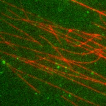 Motor Proteins Moving along Microtubules