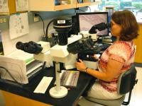 Histology