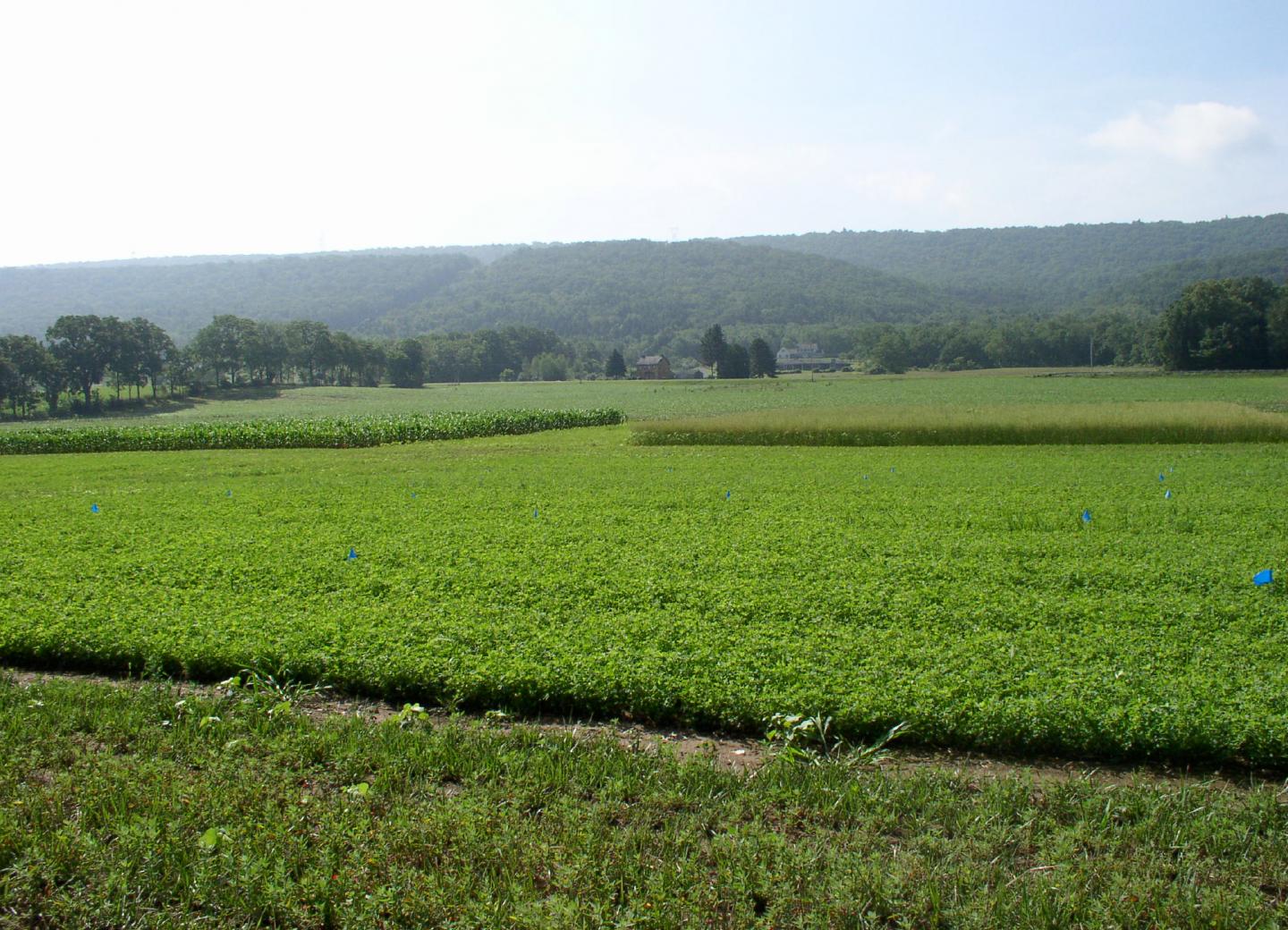 Crops