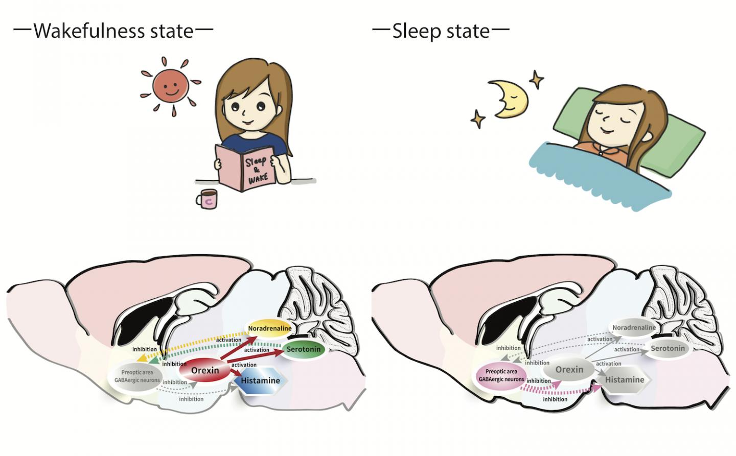 A Peek Into the Interplay Between Sleep and Wakefulness