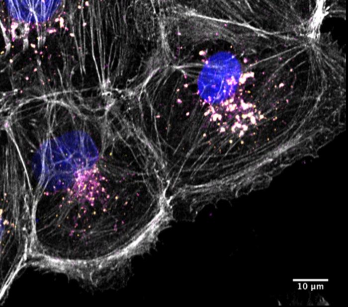 Human kidney cell