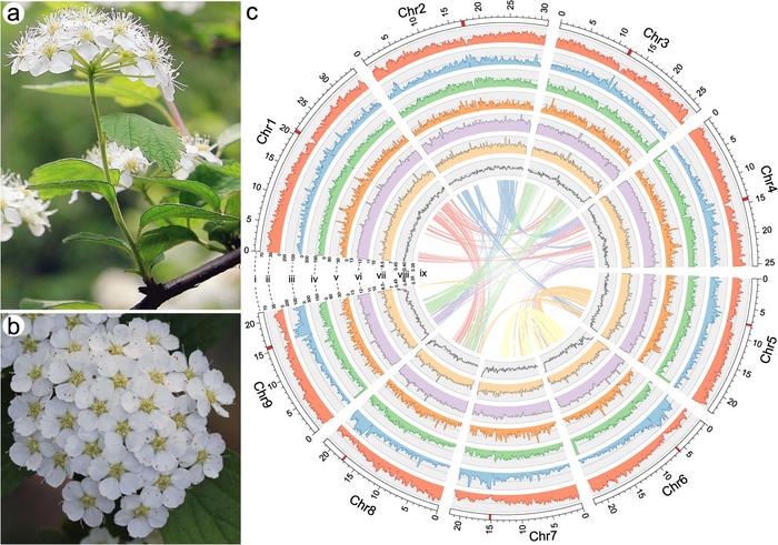 Floral morphology and genomic features of S. chinensis.