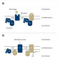 Information Pathway into the Cell