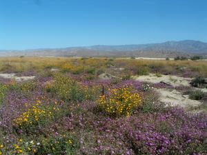 Desert flowers