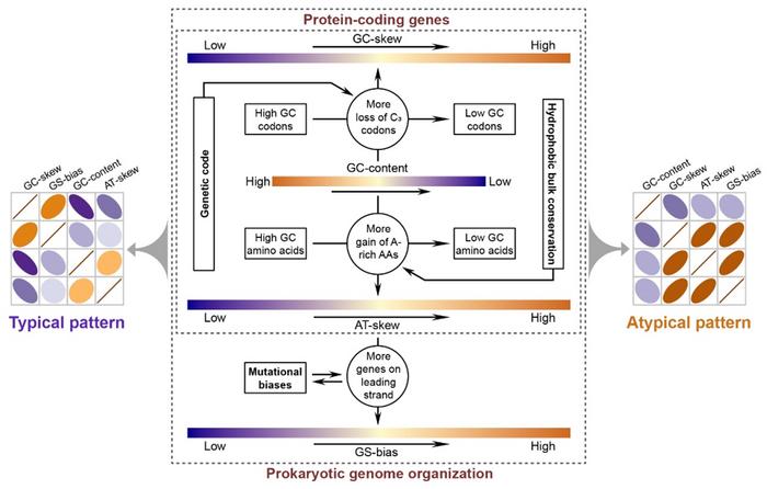 Adhere to a biological perspective: scientists propose a framework to highlight the importance of internal constraints on prokaryotic genome evolution