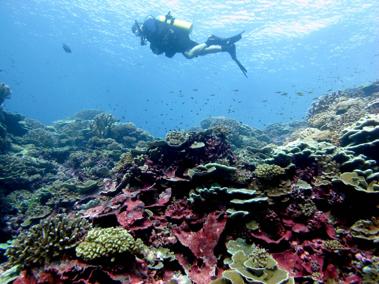 Millenium Reef
