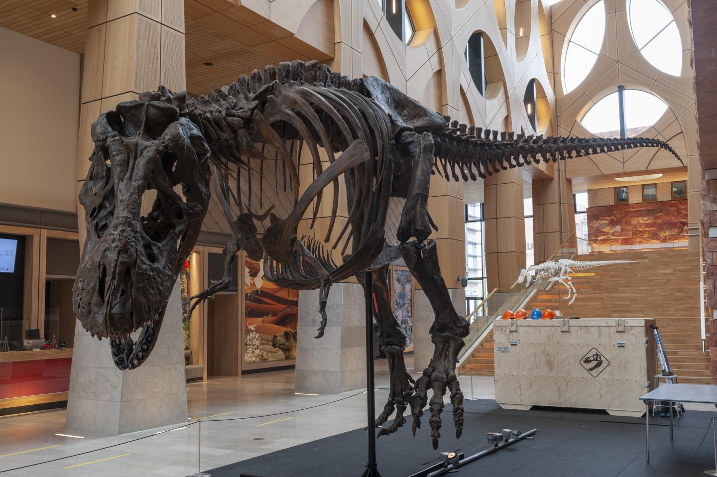 A 3D printed T. rex