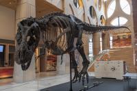 A 3D printed T. rex