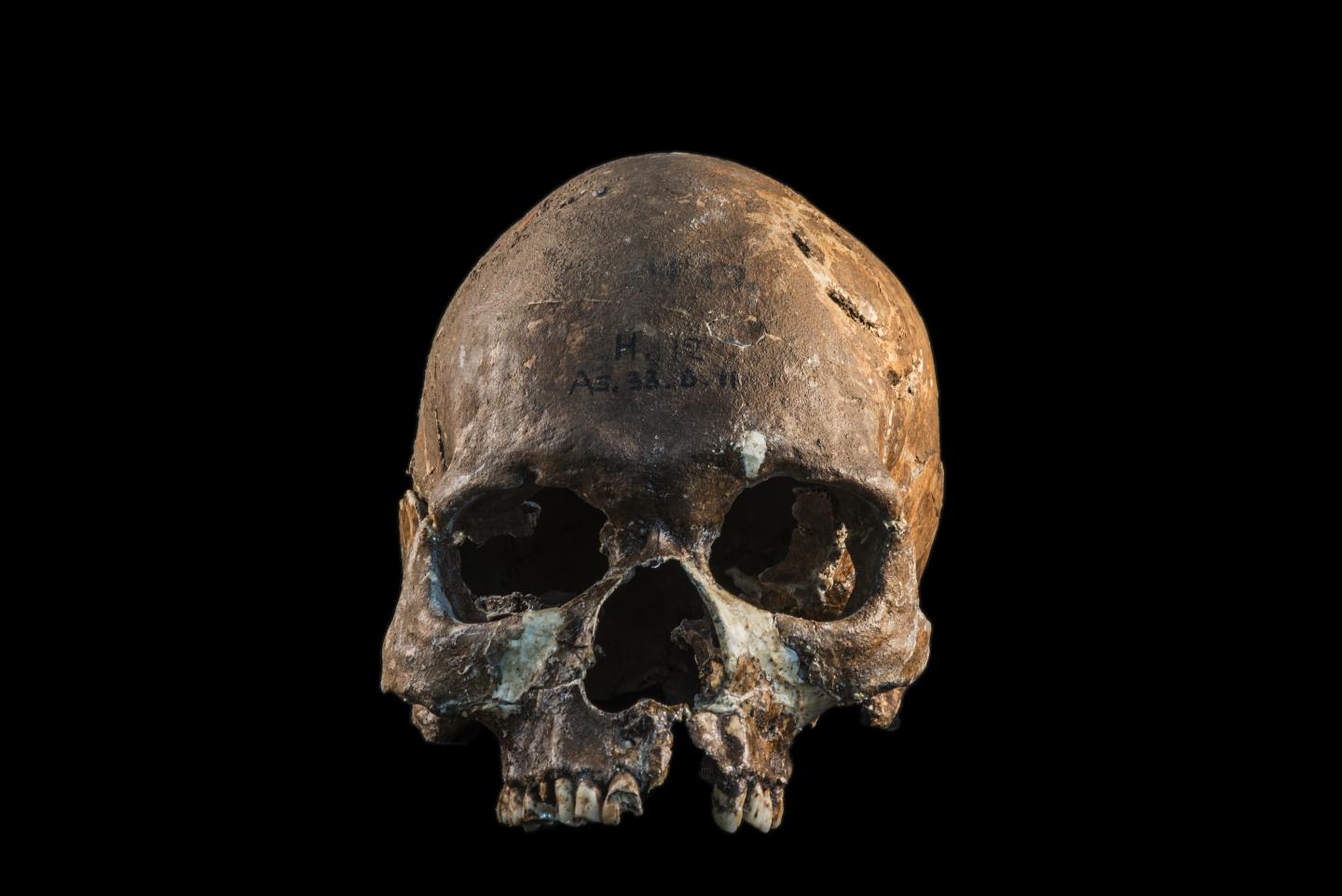 Hòabìnhian Skull