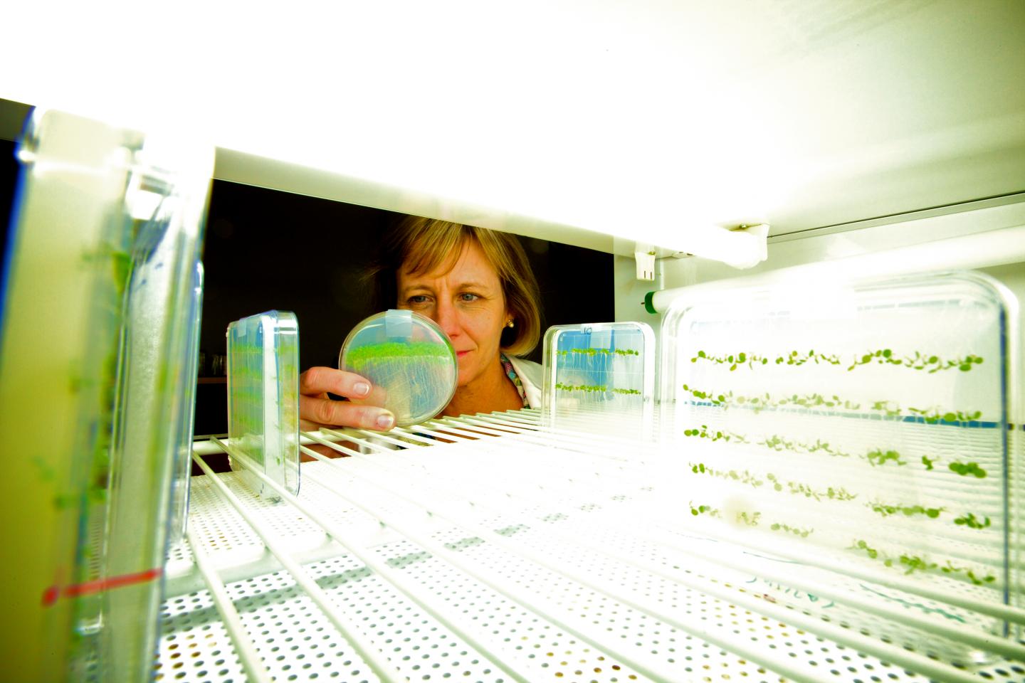 Julia Bailey-Serres, University of California - Riverside