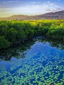 Mangroves
