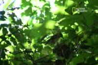 Wood Thrush Wearing Geolocator