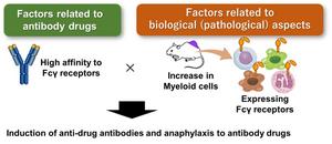 Fcγ Receptor Binding is Linked to Antibody Anaphylaxis