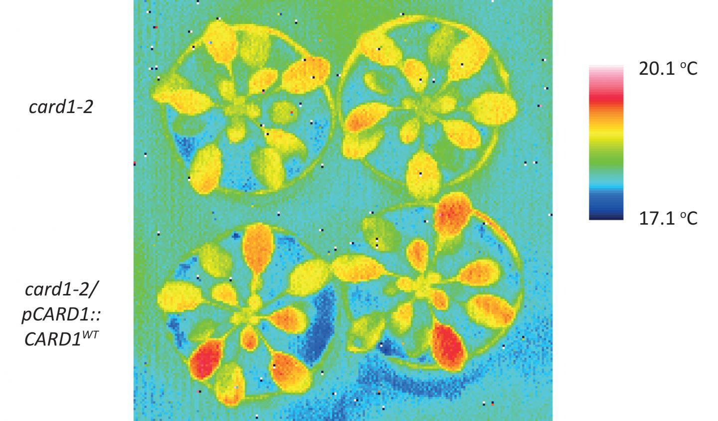 DMBQ Induces CARD1-Dependent Defenses