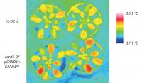 DMBQ Induces CARD1-Dependent Defenses