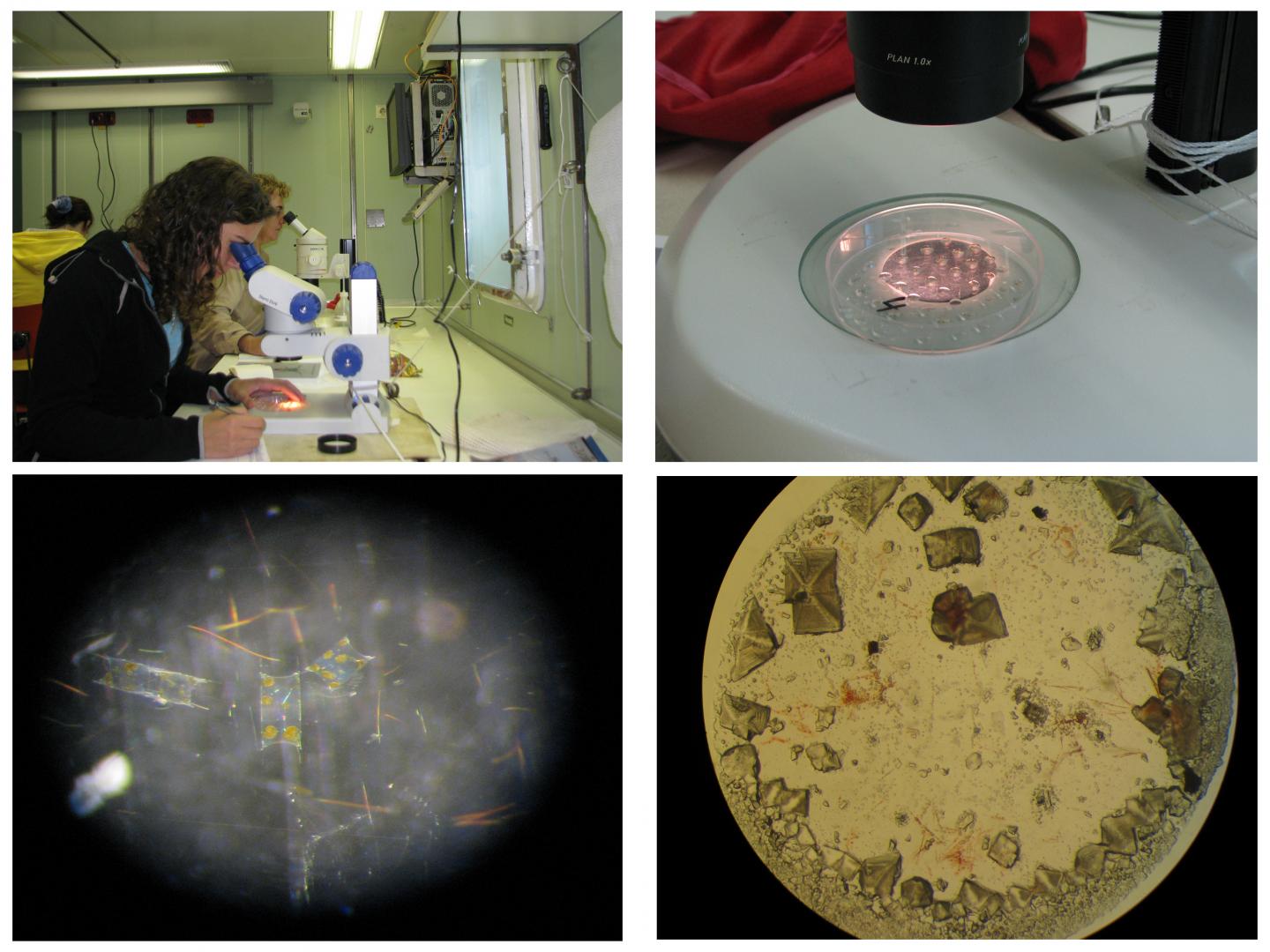 A DNA Analysis Of Ballast Water Detects Invasive Species II