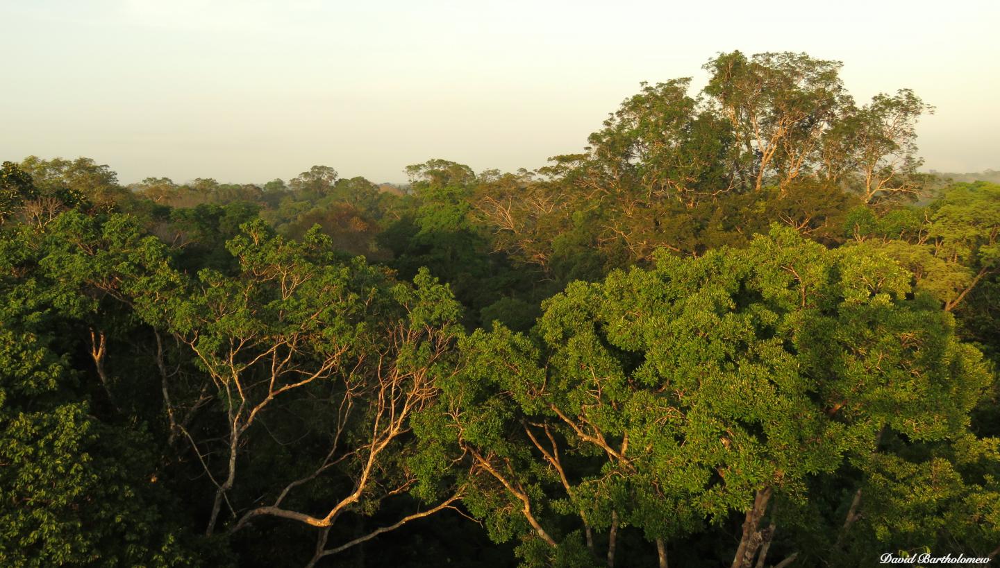 Droughts Kill Larger Trees, Making the Forest Canopy More Open