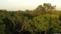 Droughts Kill Larger Trees, Making the Forest Canopy More Open
