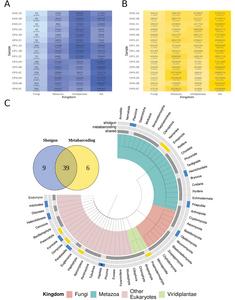 Taxonomic comparison at the kingdom and phylum levels of eukaryotes detected with shotgun sequencing and metabarcoding.