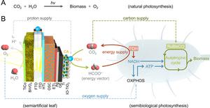 Natural and engineered photosynthesis image by Lin Su, Queen Mary University of London