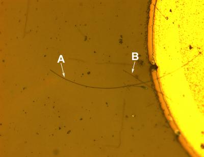 Nanowire LED Micrograph