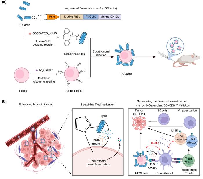 Engineered probiotics hitch a ride on T cells to strengthen antitumor immunity